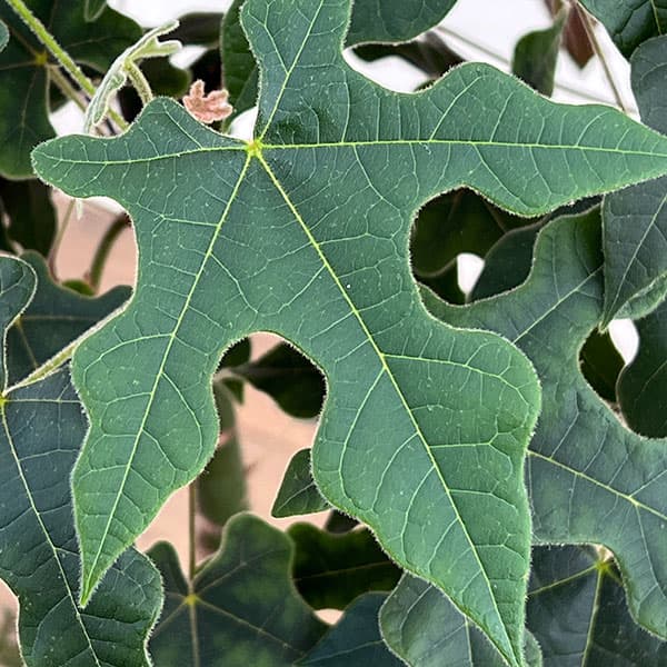 ブラキキトン（ボトルツリー）：ディスカラー　7号26-02