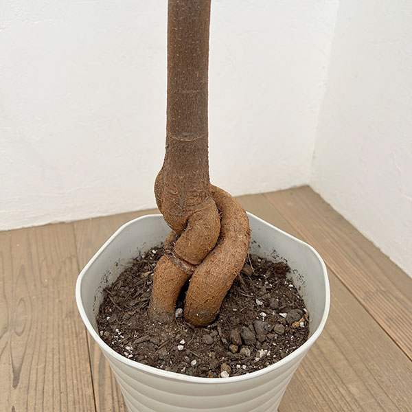 ブラキキトン（ボトルツリー）：ディスカラー　7号26-02