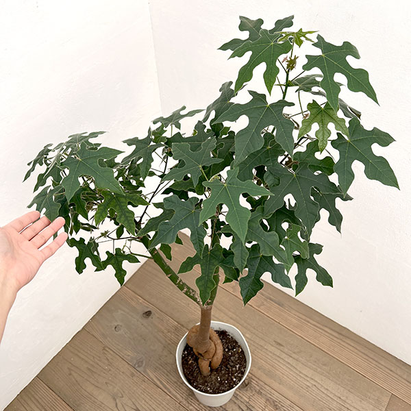 ブラキキトン（ボトルツリー）：ディスカラー　7号26-02