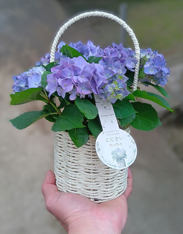 こじさい：ちっちゃ　ブルー／バスケットA（白）入り