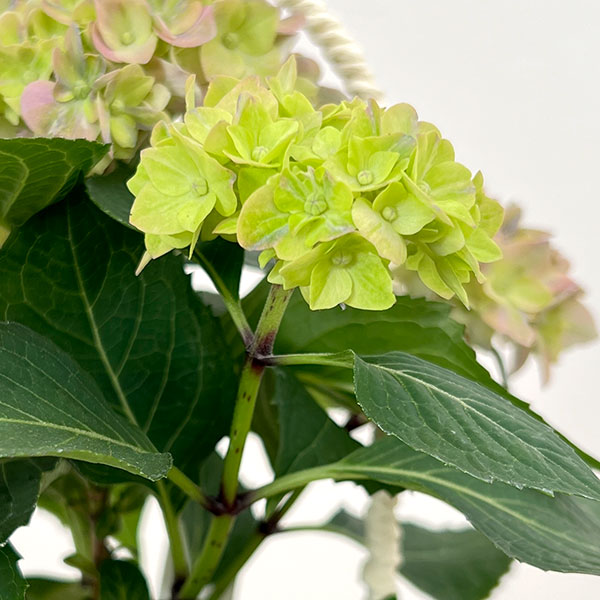 こじさい：ちっちゃ　ブルー／バスケットA（白）入り