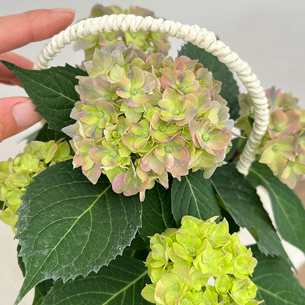 こじさい：ちっちゃ　ブルー／バスケットA（白）入り