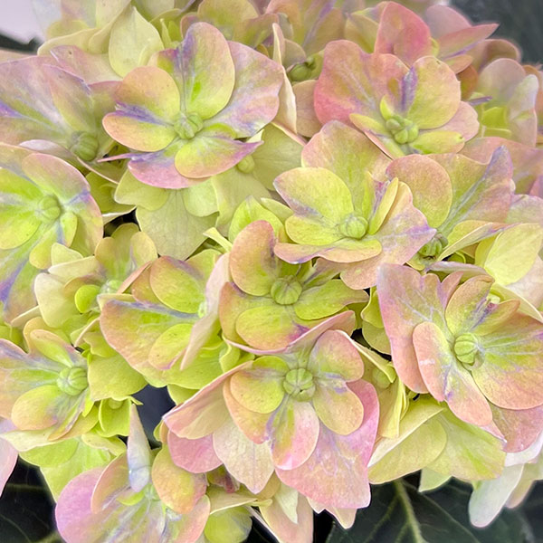 こじさい：ちっちゃ　ブルー／バスケットA（白）入り