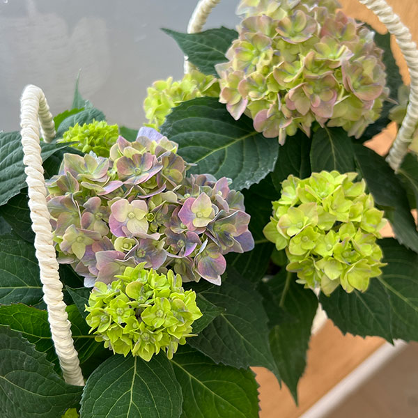 こじさい：ちっちゃ　ブルー／バスケットA（白）入り