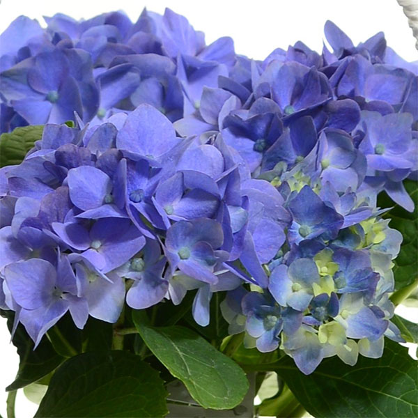 こじさい：ちっちゃ　ブルー／バスケットA（白）入り