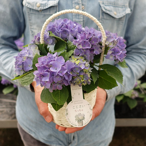 こじさい：ちっちゃ　ブルー／バスケットA（白）入り