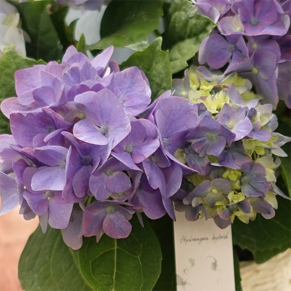 こじさい：ちっちゃ　ブルー／バスケットA（白）入り