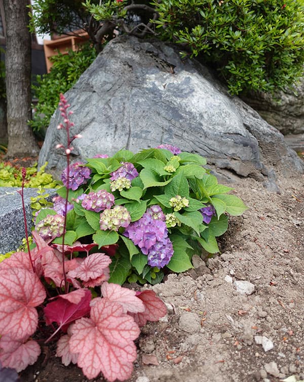 こじさい：ちっちゃ　ブルー／バスケットA（白）入り