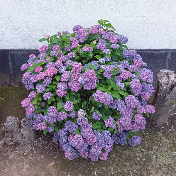 こじさい：ちっちゃ　ブルー／バスケットA（白）入り