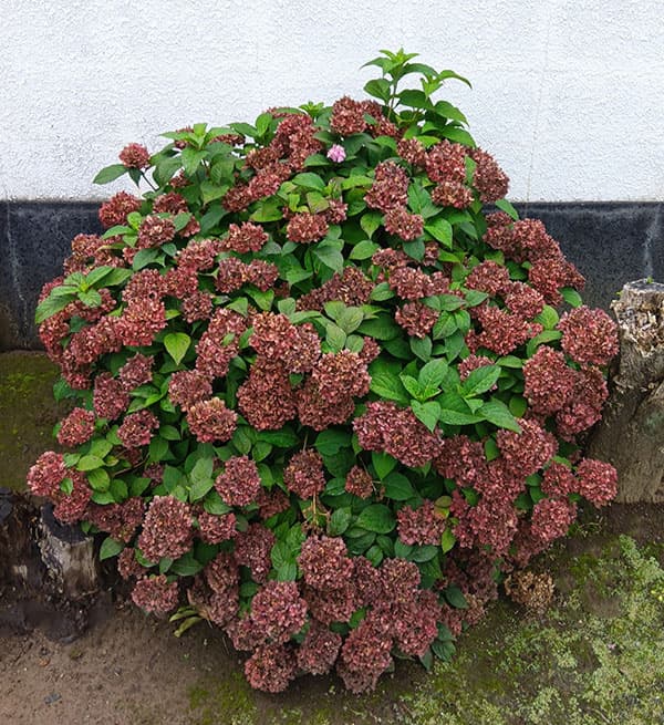 こじさい：ちっちゃ　ブルー／バスケットA（白）入り