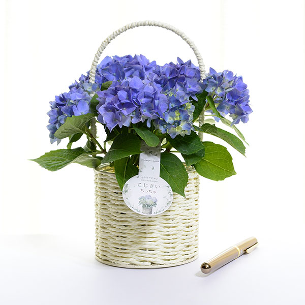 こじさい：ちっちゃ　ブルー／バスケットA（白）入り