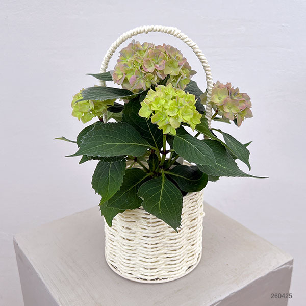 こじさい：ちっちゃ　ブルー／バスケットA（白）入り