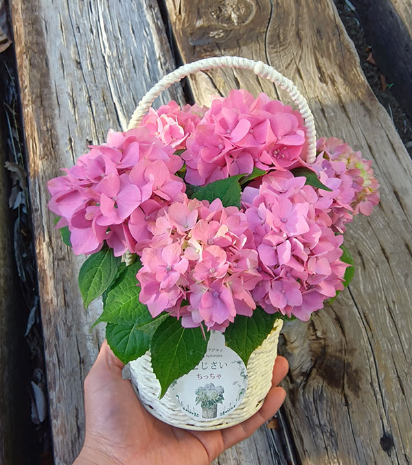 こじさい：ちっちゃ　ピンク／バスケットA（白）入り