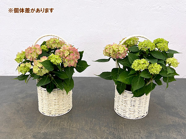 こじさい：ちっちゃ　ピンク／バスケットA（白）入り