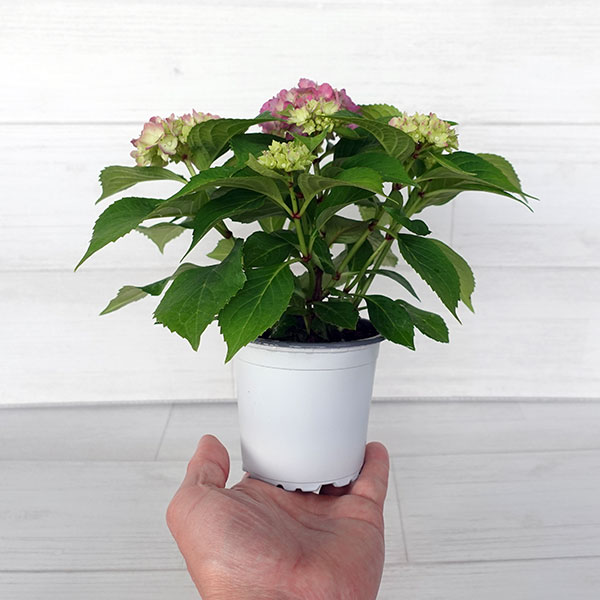 こじさい：ちっちゃ　ピンク／バスケットA（白）入り