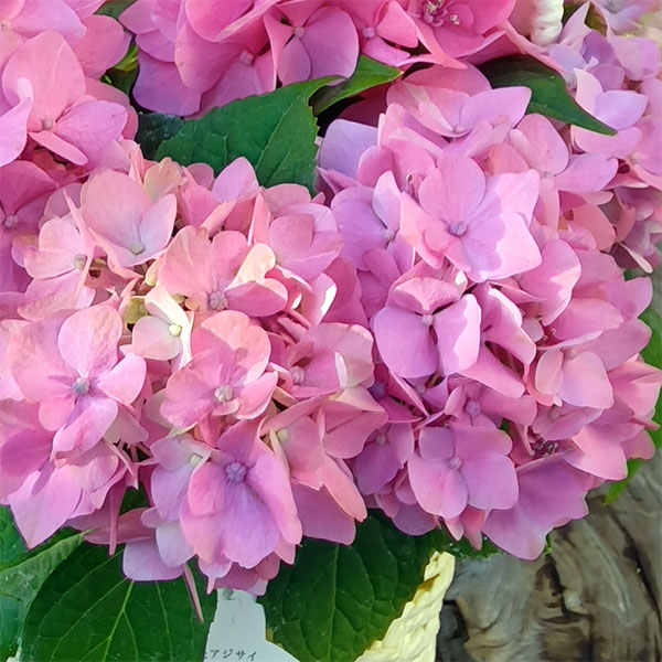 こじさい：ちっちゃ　ピンク／バスケットA（白）入り