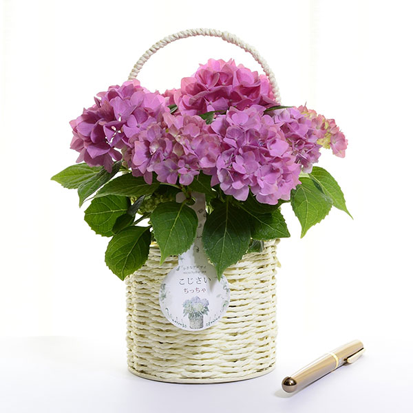 こじさい：ちっちゃ　ピンク／バスケットA（白）入り