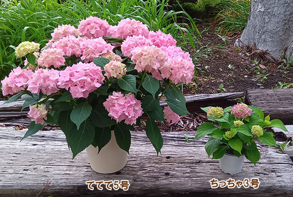 こじさい：ちっちゃ　ピンク／バスケットA（白）入り