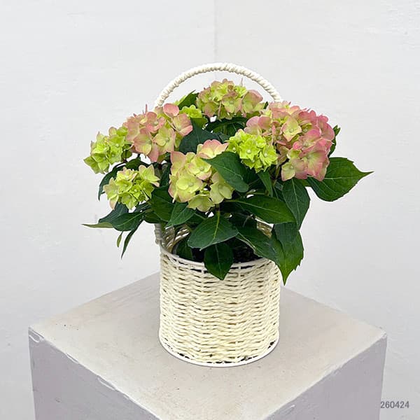 こじさい：ちっちゃ　ピンク／バスケットA（白）入り