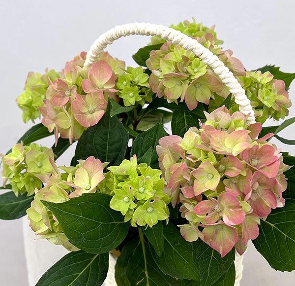 こじさい：ちっちゃ　ピンク／バスケットA（白）入り