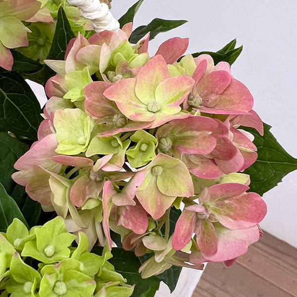 こじさい：ちっちゃ　ピンク／バスケットA（白）入り