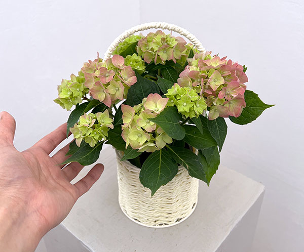 こじさい：ちっちゃ　ピンク／バスケットA（白）入り