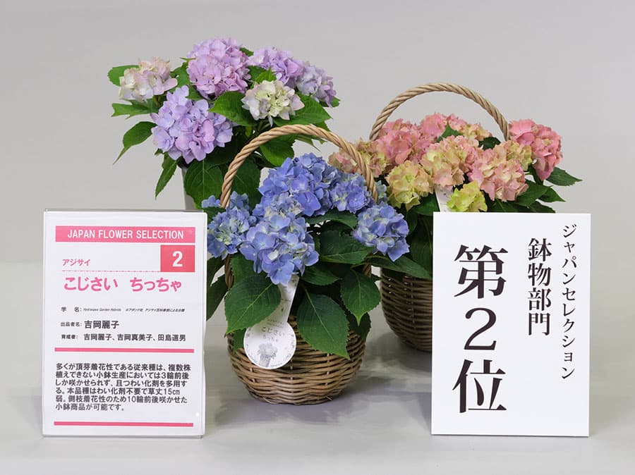 (わけあり特価)こじさい:ちっちゃ星 ピンク/バスケットB(ベージュ)入り