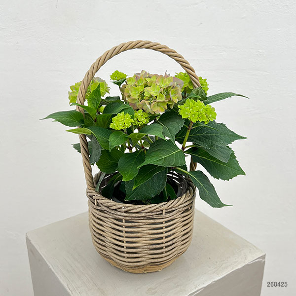 こじさい：ちっちゃ　ブルー／バスケットB（ベージュ）入り