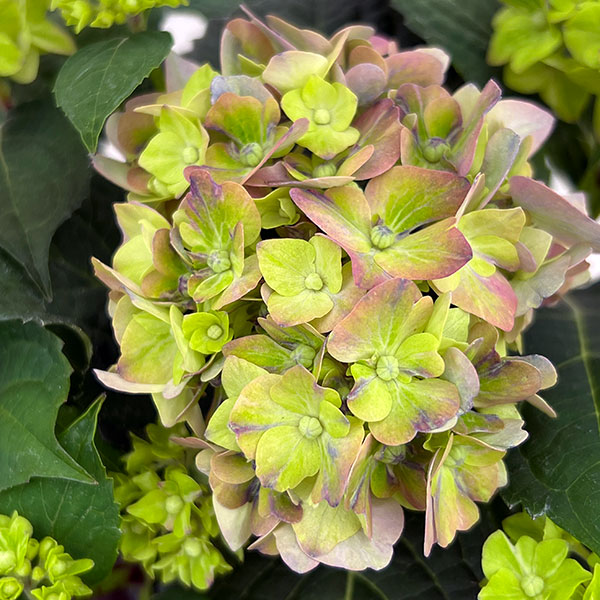 こじさい：ちっちゃ　ブルー／バスケットB（ベージュ）入り