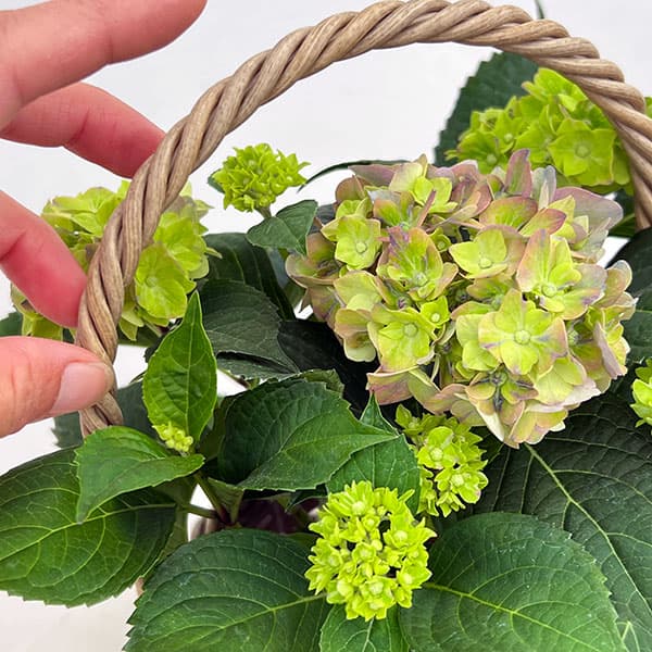 こじさい：ちっちゃ　ブルー／バスケットB（ベージュ）入り