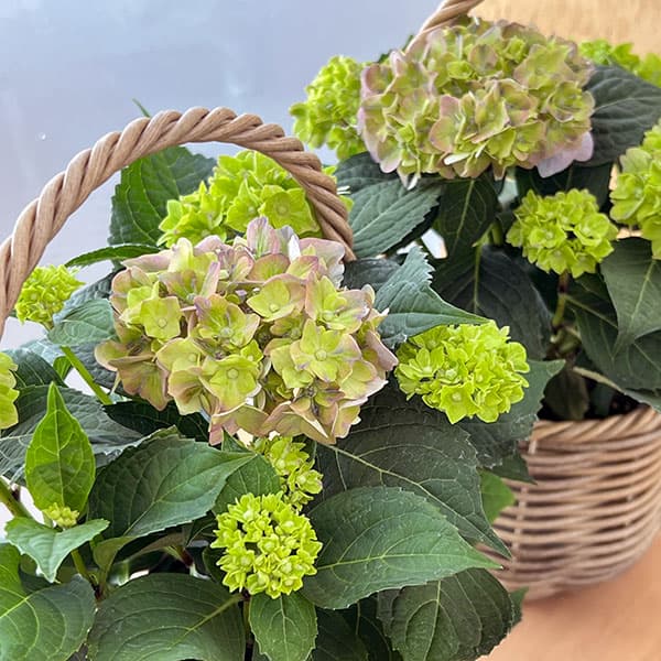 こじさい：ちっちゃ　ブルー／バスケットB（ベージュ）入り