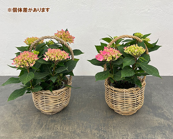 こじさい：ちっちゃ星　ピンク／バスケットB入り