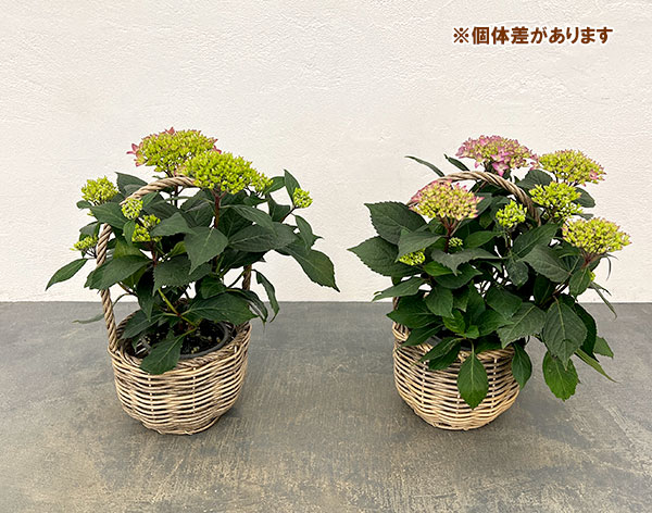 こじさい：ちっちゃ星　ブルー／バスケットB入り
