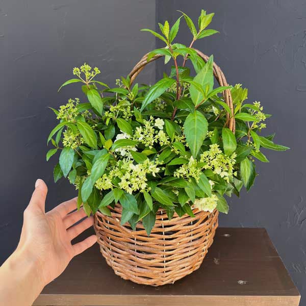 コガクウツギ:花笠(はながさ)5号ポット/バスケット入り