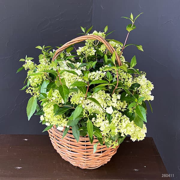 コガクウツギ:花笠(はながさ)5号ポット/バスケット入り