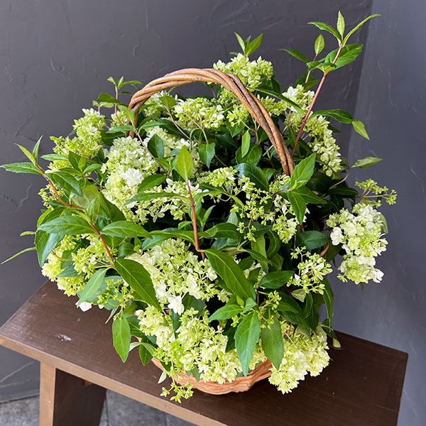 コガクウツギ:花笠(はながさ)5号ポット/バスケット入り