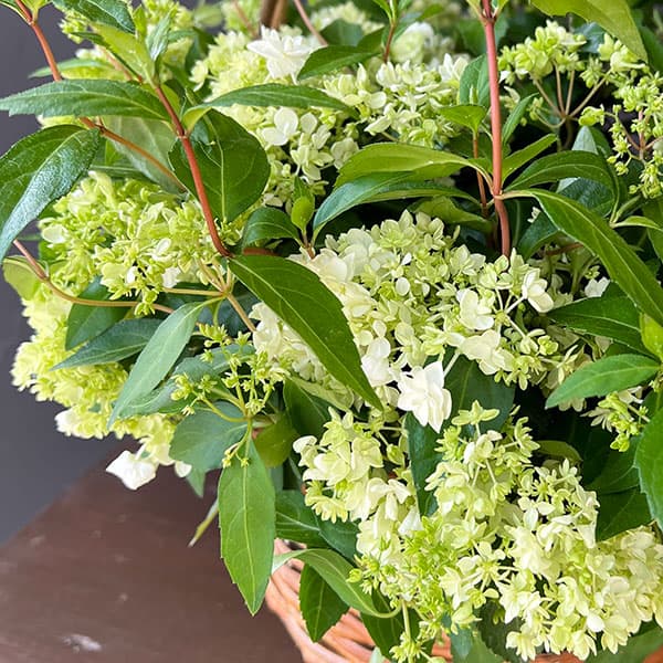 コガクウツギ:花笠(はながさ)5号ポット/バスケット入り