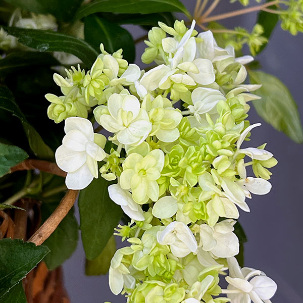 コガクウツギ:花笠(はながさ)5号ポット/バスケット入り