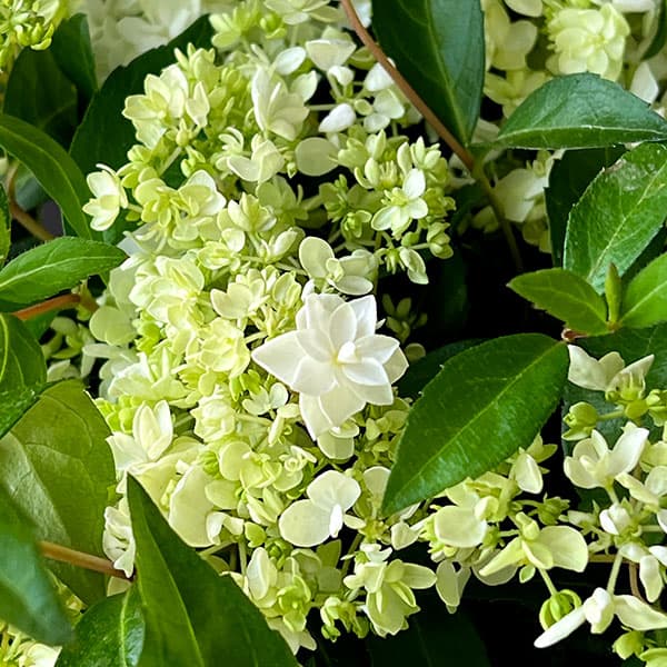 コガクウツギ:花笠(はながさ)5号ポット/バスケット入り