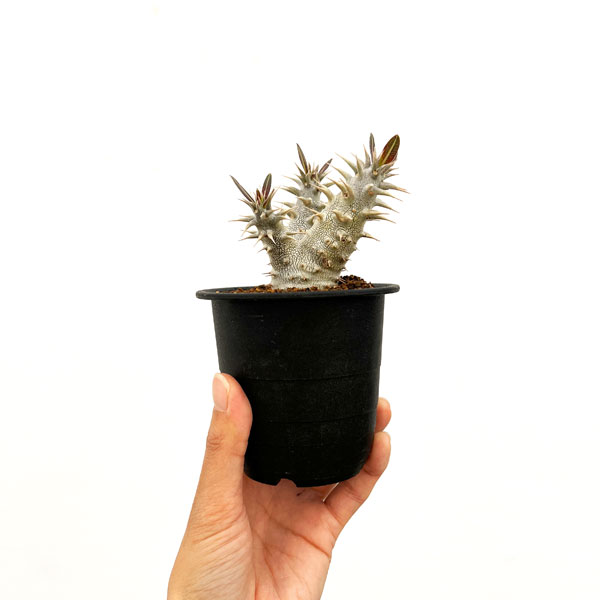 パキポディウム：ホロンベンセ (多分枝　実生株)　3号鉢植え