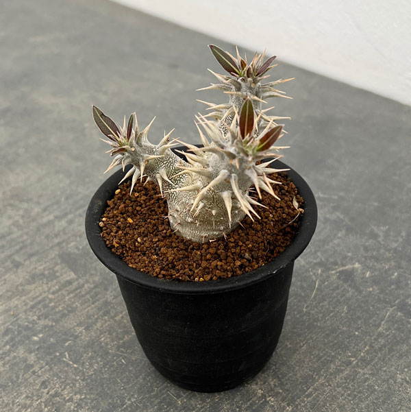 パキポディウム：ホロンベンセ (多分枝　実生株)　3号鉢植え