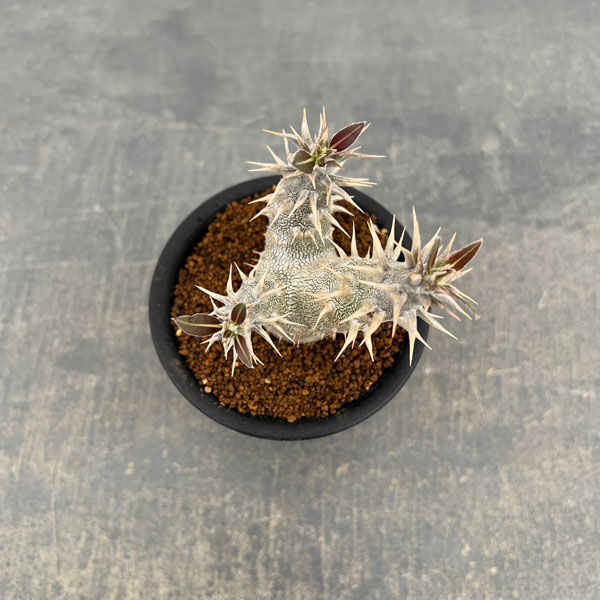 パキポディウム：ホロンベンセ (多分枝　実生株)　3号鉢植え