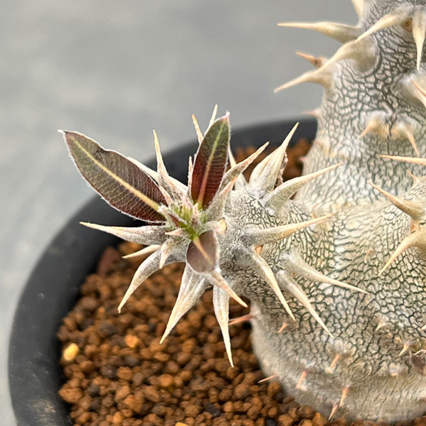 パキポディウム：ホロンベンセ (多分枝　実生株)　3号鉢植え