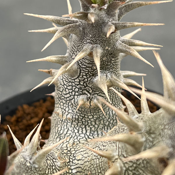 パキポディウム：ホロンベンセ (多分枝　実生株)　3号鉢植え