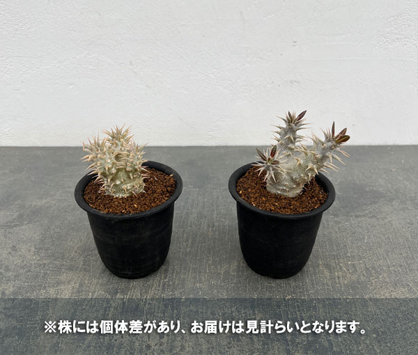 パキポディウム：ホロンベンセ (多分枝　実生株)　3号鉢植え