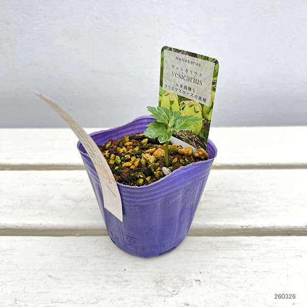 松村ナーセリーさんのクリスマスローズ：ヴェシカリウス（現地採取シード株・2年生株）3号ポット