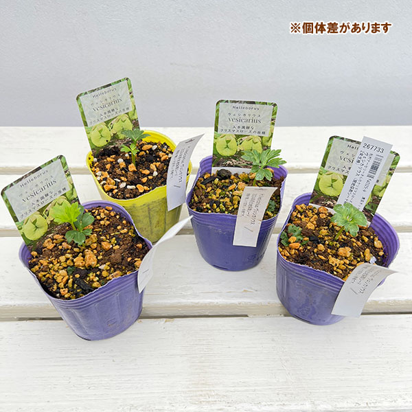 松村ナーセリーさんのクリスマスローズ：ヴェシカリウス（現地採取シード株・2年生株）3号ポット