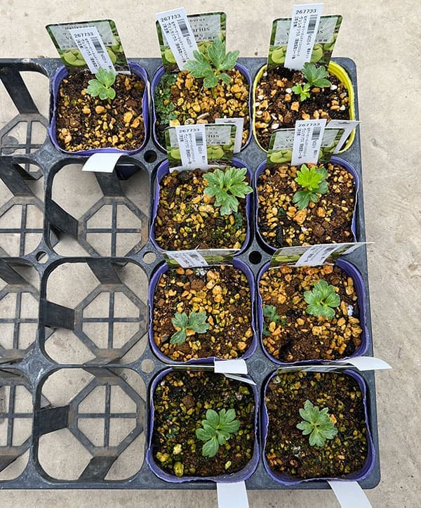 松村ナーセリーさんのクリスマスローズ：ヴェシカリウス（現地採取シード株・2年生株）3号ポット