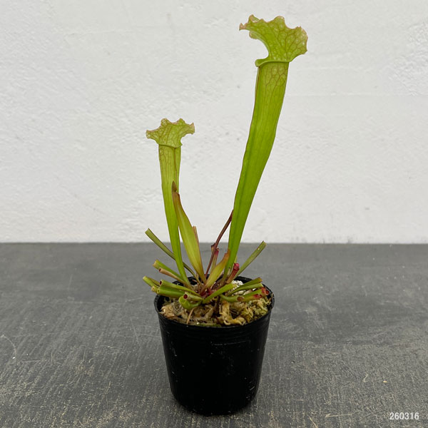 サラセニア：ベルベット2号ポット