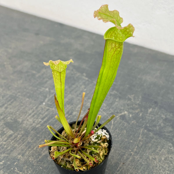 サラセニア：ベルベット2号ポット